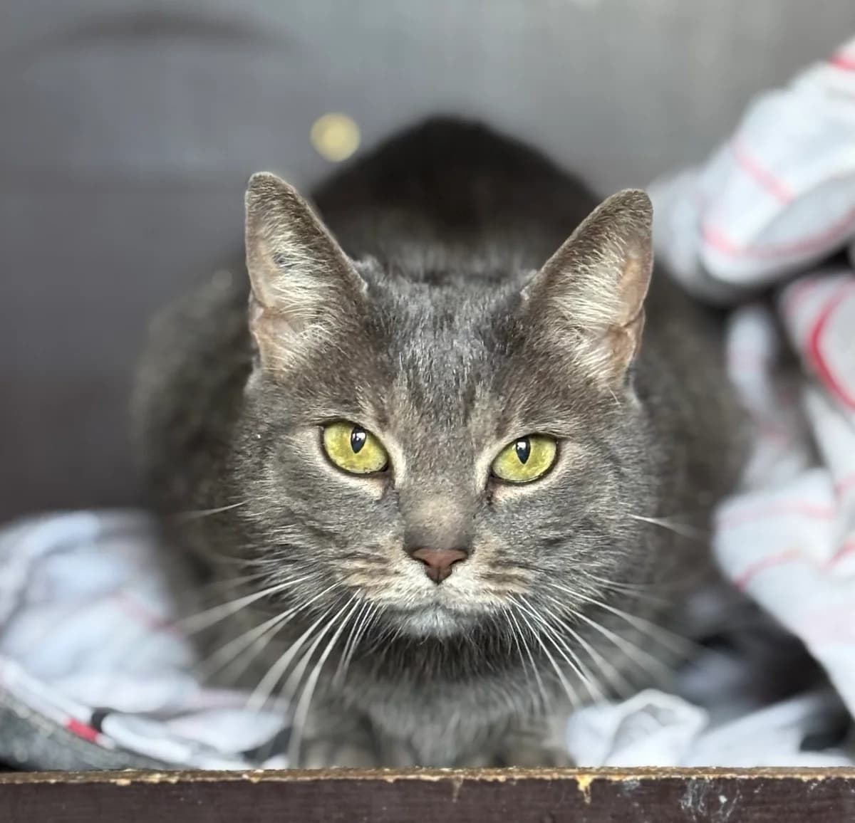 Louna, female Mixed Breed for adoption at SPA Montceau Refuge Jean Roche