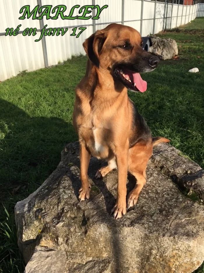 Marley, male Belgian Malinois for adoption at SPA Montceau Refuge Jean Roche
