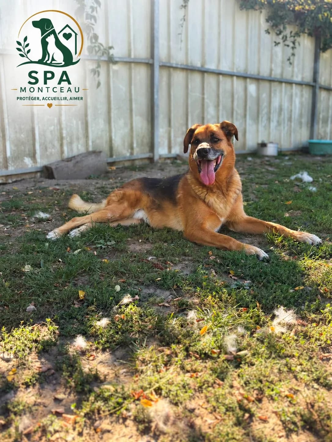 Marley, male senior Belgian Malinois for adoption at SPA Montceau Refuge Jean Roche, Montceau-les-Mines