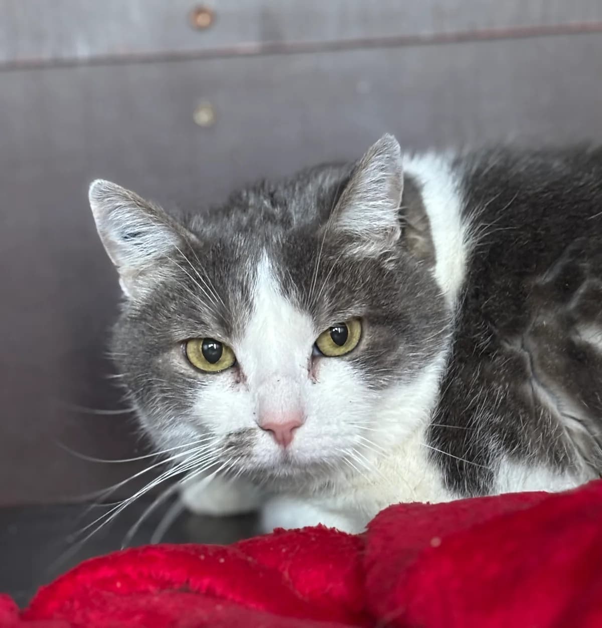 Maya, female senior Mixed Breed for adoption at SPA Montceau Refuge Jean Roche, Montceau-les-Mines