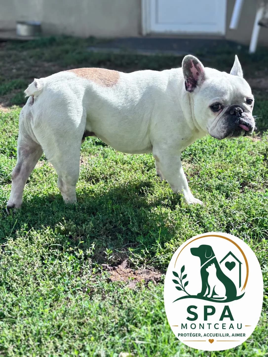 Noa, male senior Mixed Breed for adoption at SPA Montceau Refuge Jean Roche, Montceau-les-Mines
