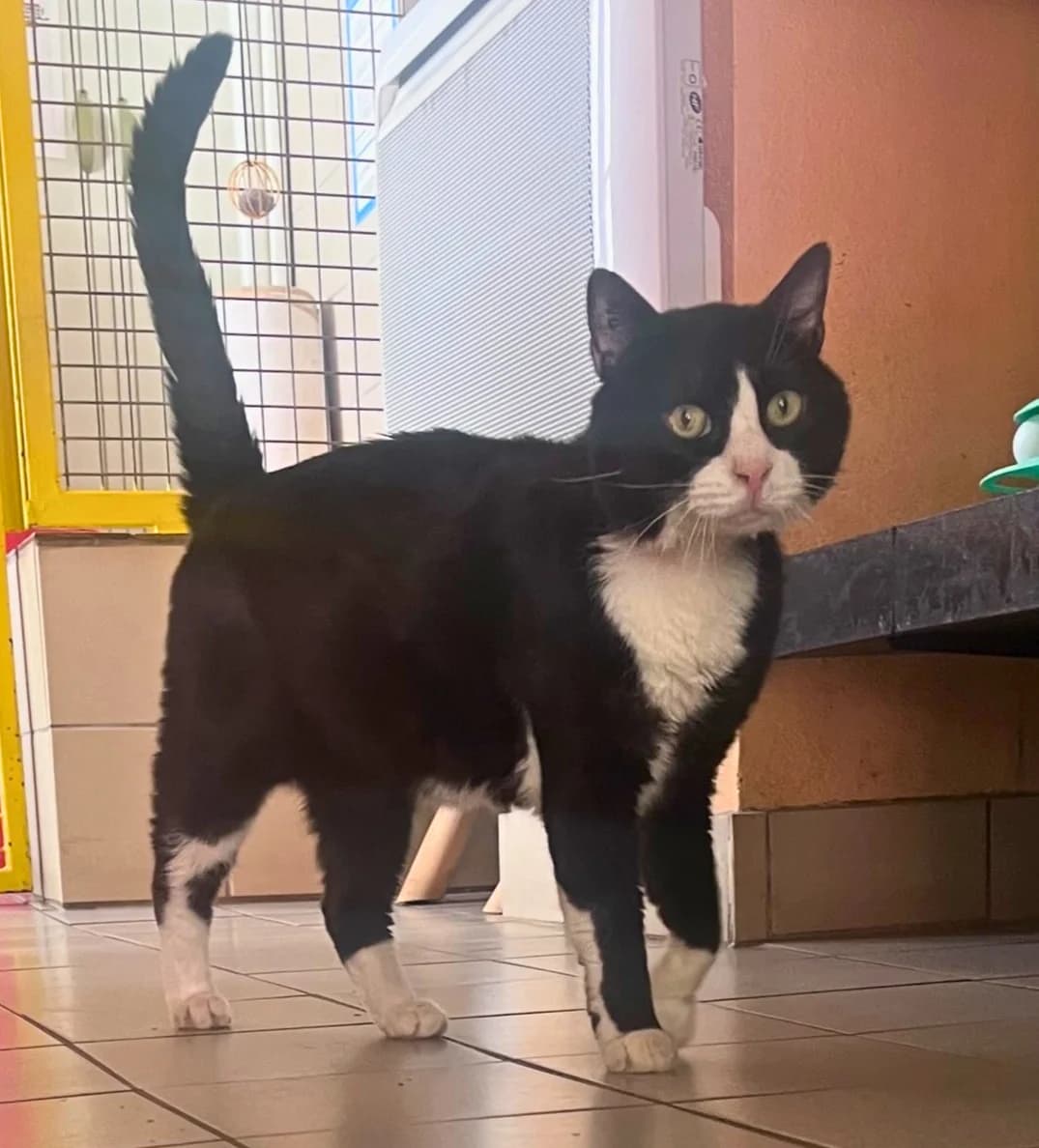 Oz, male senior Mixed Breed for adoption at SPA Montceau Refuge Jean Roche, Montceau-les-Mines