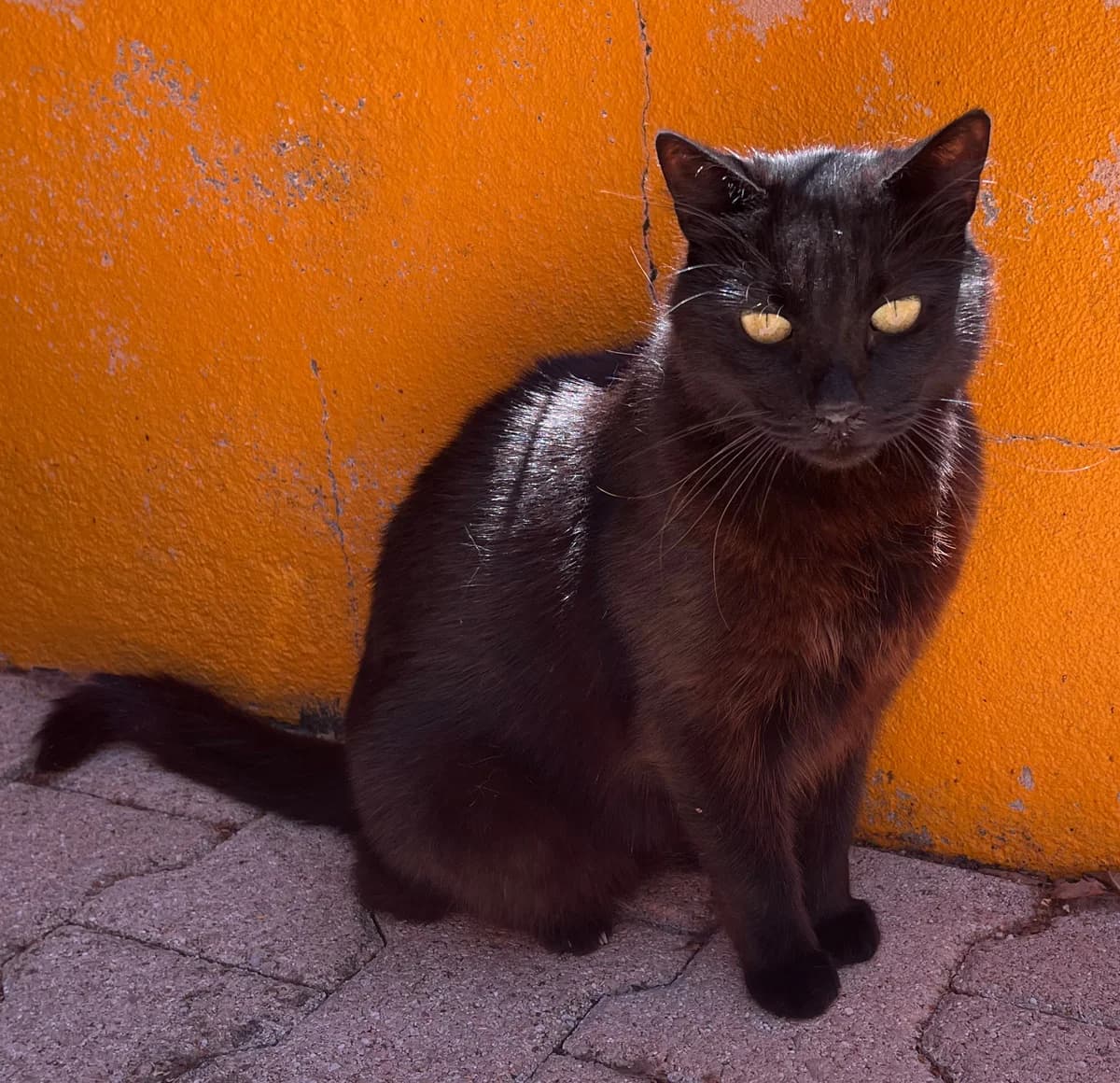 Perle, female 7yo Mixed Breed for adoption at SPA Montceau Refuge Jean Roche, Montceau-les-Mines