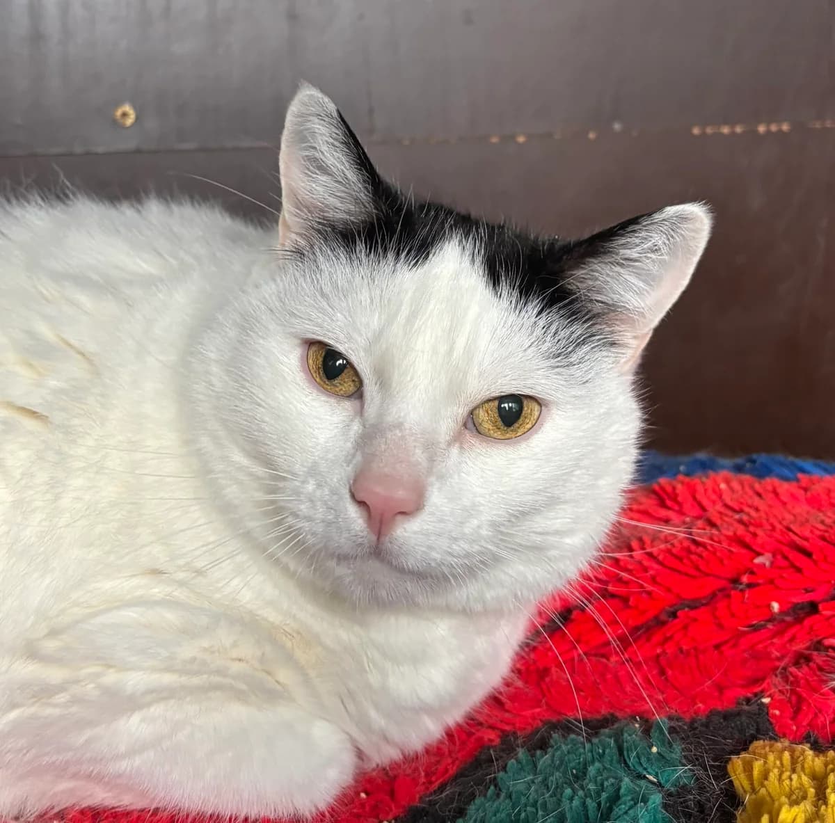 Picwic, male Mixed Breed for adoption at SPA Montceau Refuge Jean Roche