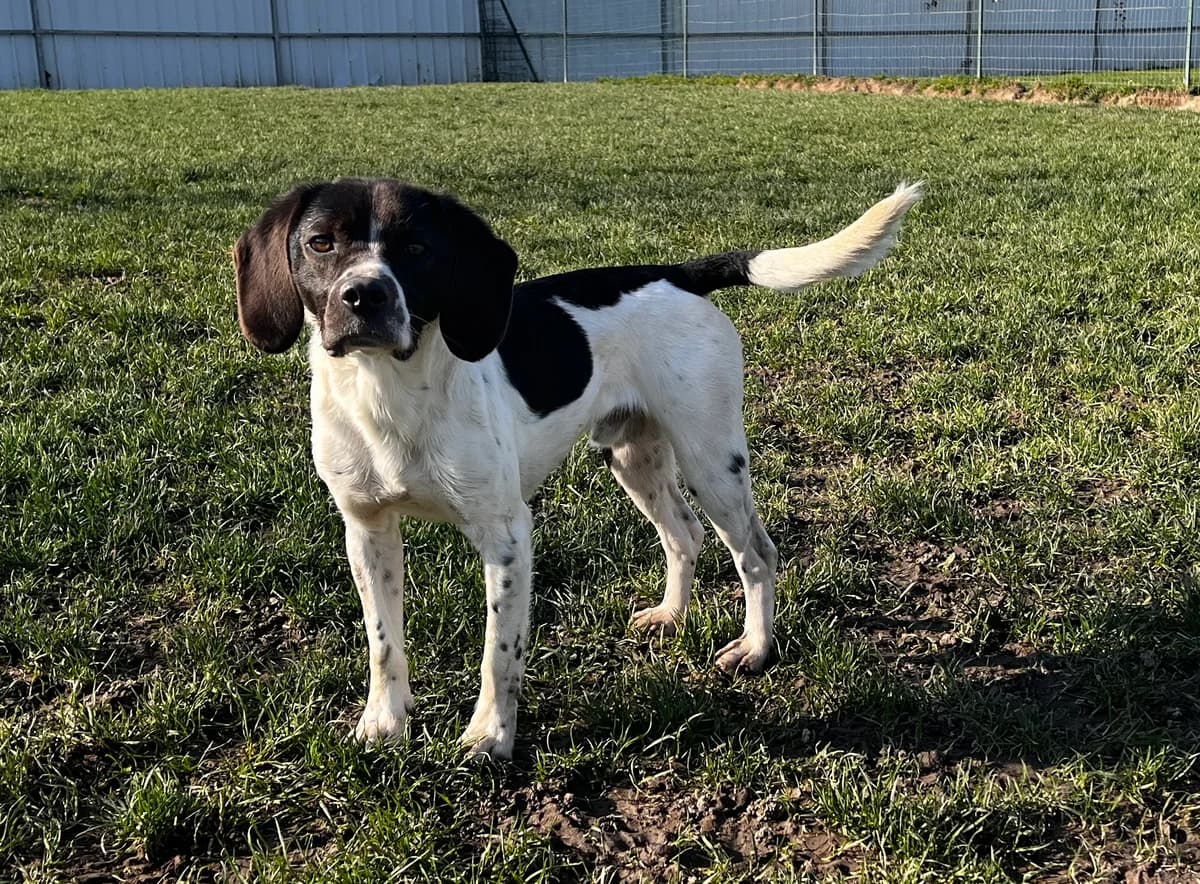 Prince, male Beagle for adoption at SPA Montceau Refuge Jean Roche