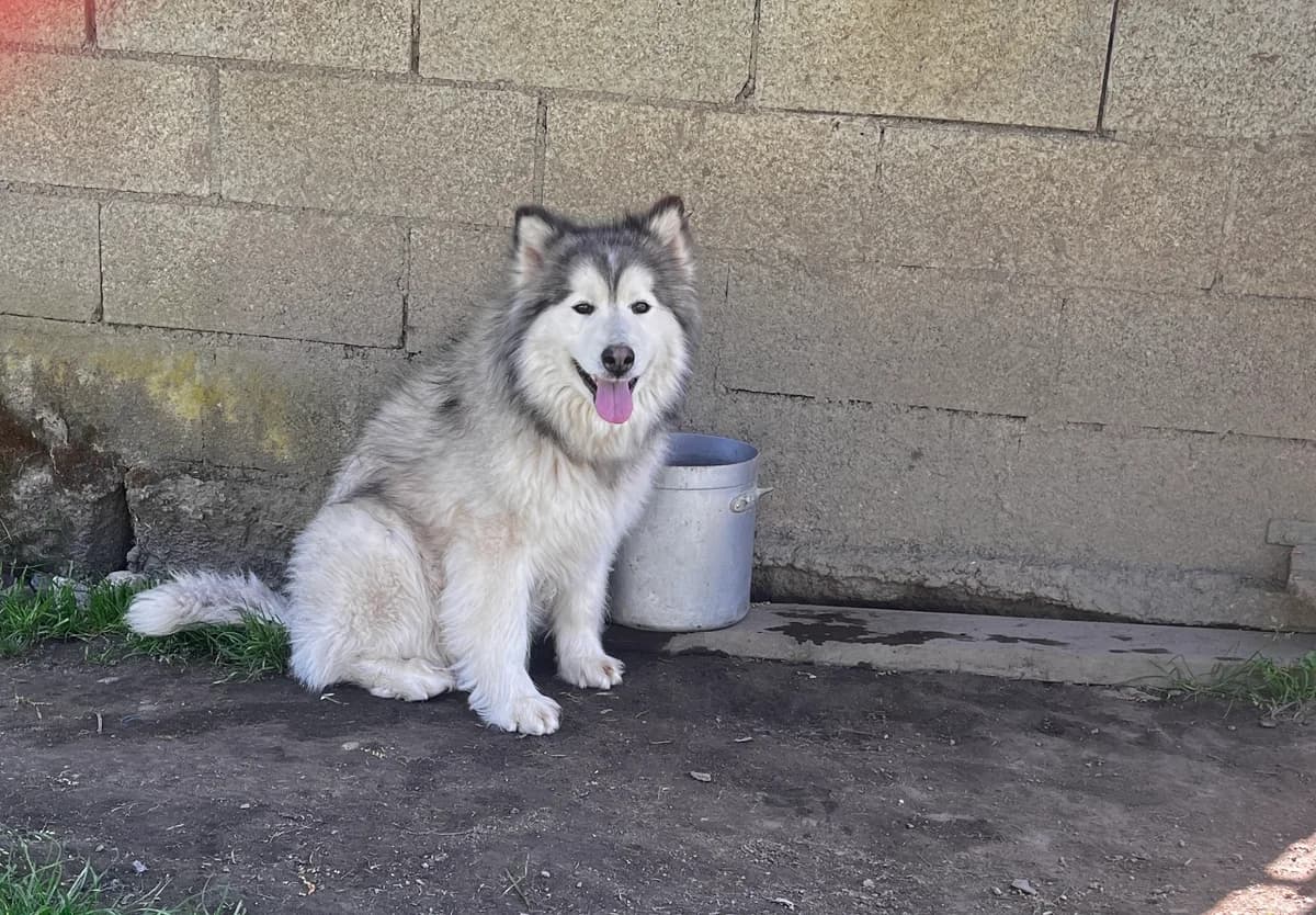 Ruskie, female Husky for adoption at SPA Montceau Refuge Jean Roche