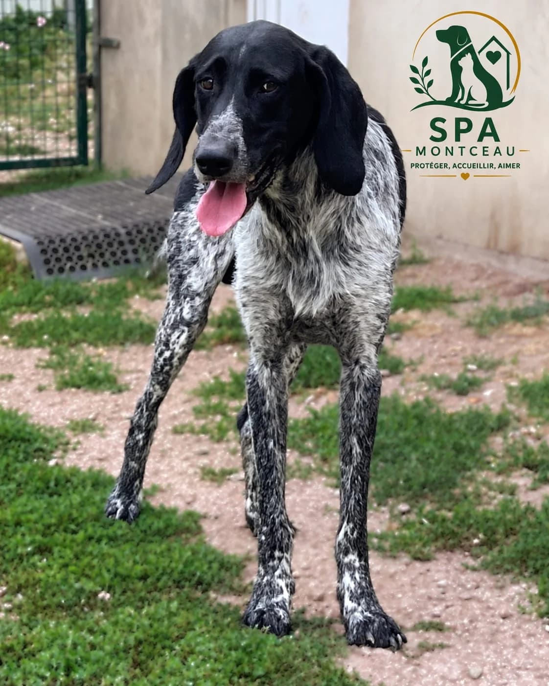 Sanka, male 5yo Mixed Breed for adoption at SPA Montceau Refuge Jean Roche, Montceau-les-Mines