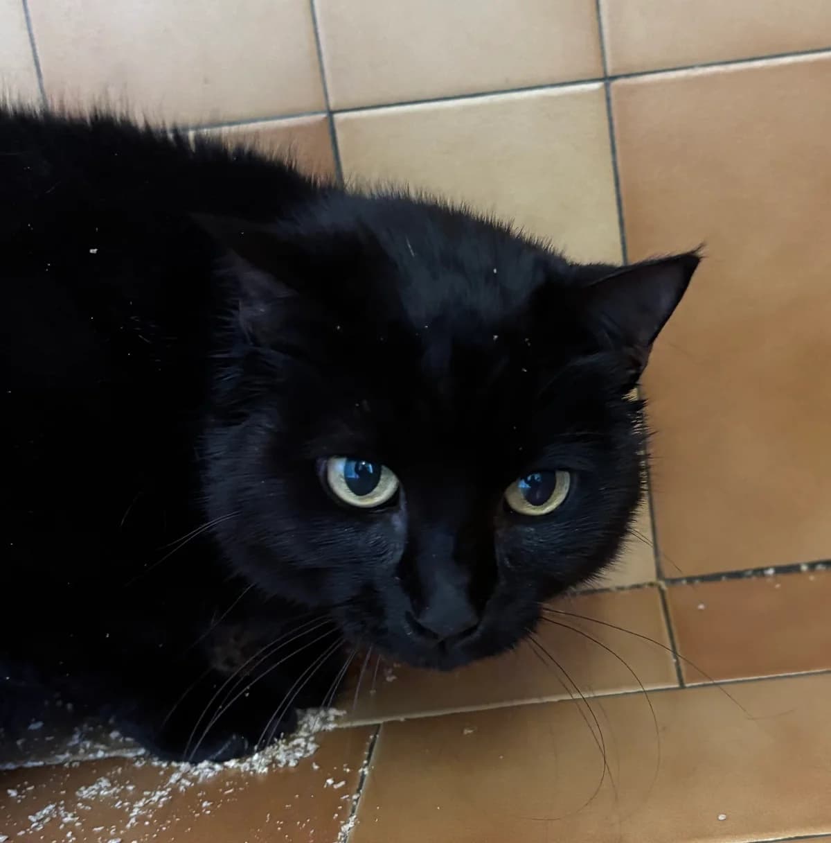 Shirley, female senior Mixed Breed for adoption at SPA Montceau Refuge Jean Roche, Montceau-les-Mines