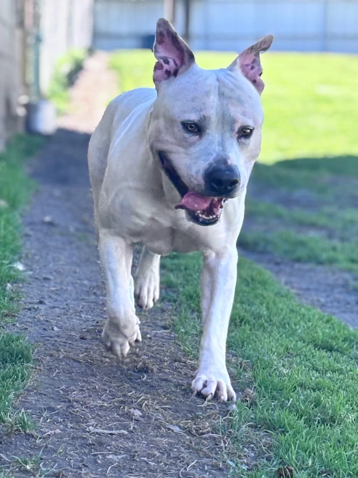 Teuffy, male 4yo Staffordshire Bull Terrier for adoption at SPA Montceau Refuge Jean Roche, Montceau-les-Mines