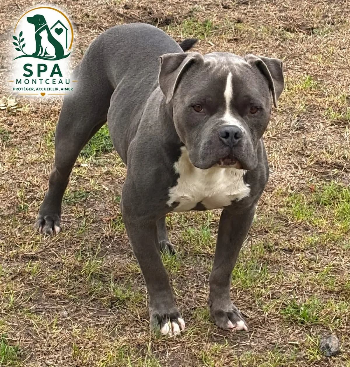 Thanos, male 4yo Mixed Breed for adoption at SPA Montceau Refuge Jean Roche, Montceau-les-Mines