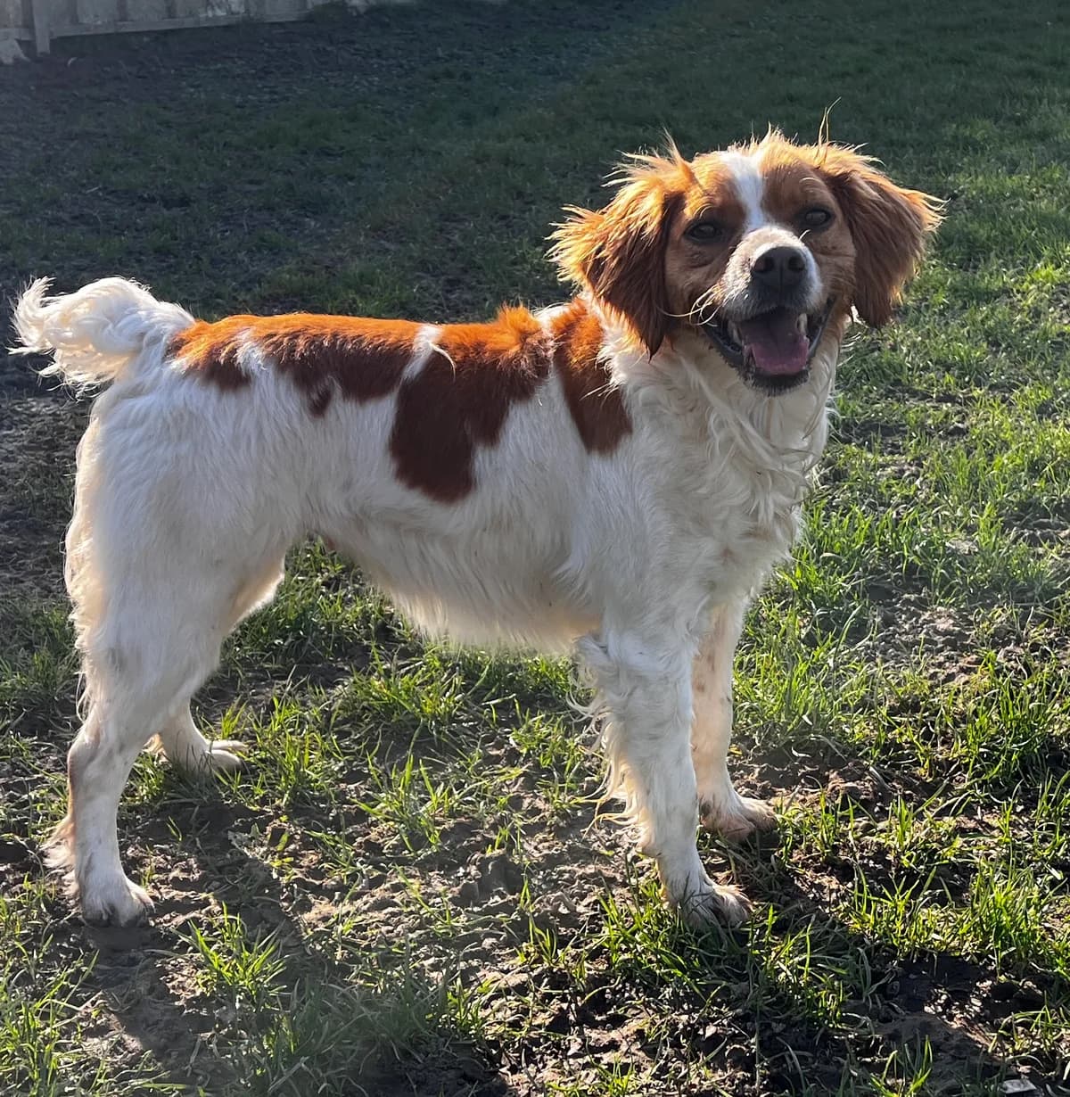 Tyna, female Brittany Spaniel for adoption at SPA Montceau Refuge Jean Roche