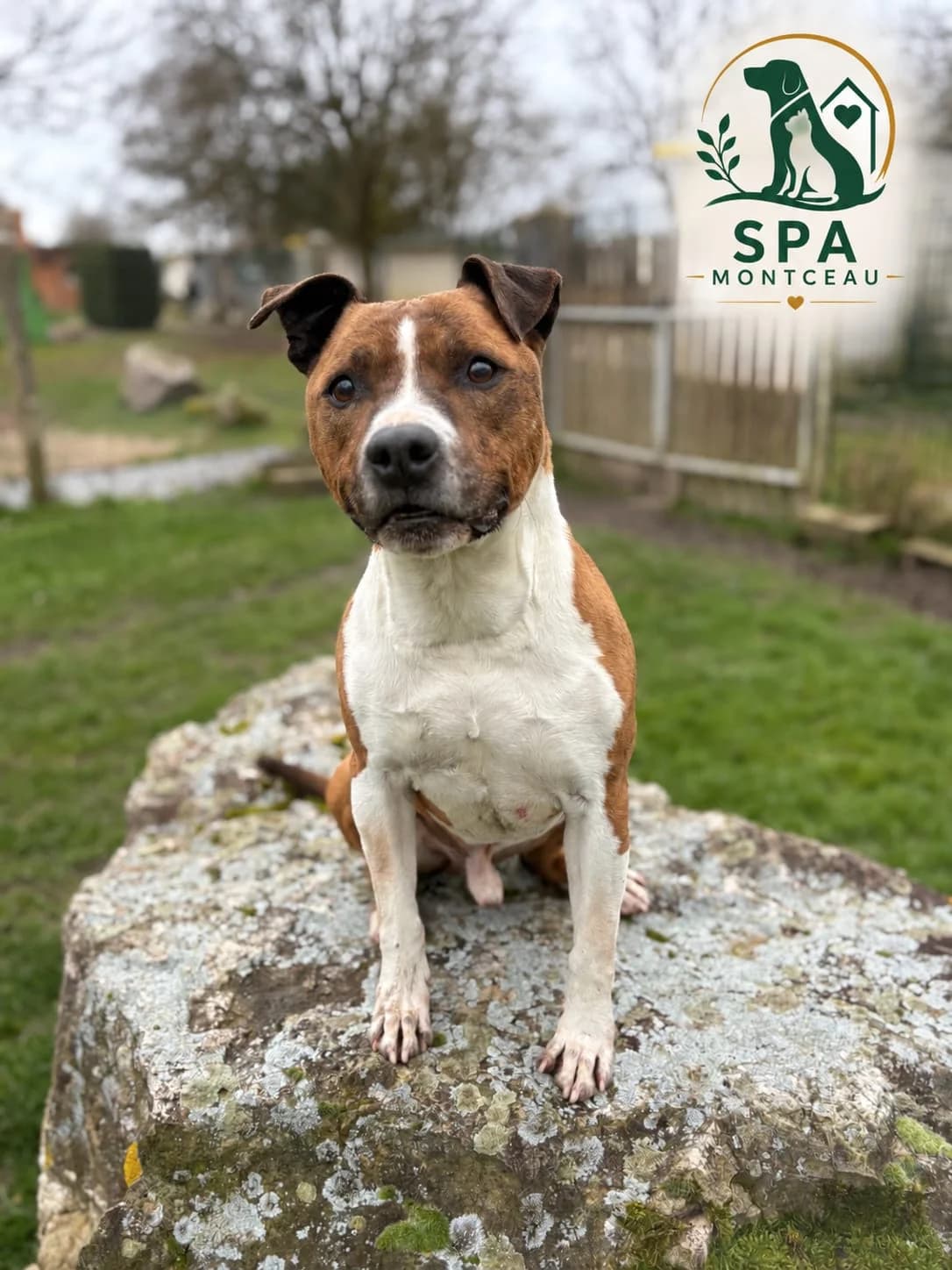 Tyron, male senior American Staffordshire Terrier for adoption at SPA Montceau Refuge Jean Roche, Montceau-les-Mines