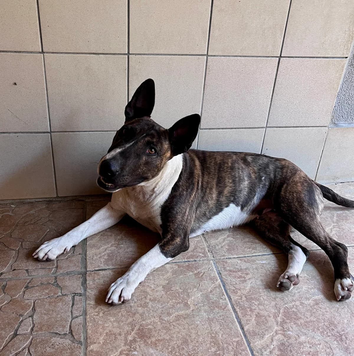 Vega, female young Bull Terrier for adoption at SPA Montceau Refuge Jean Roche, Montceau-les-Mines