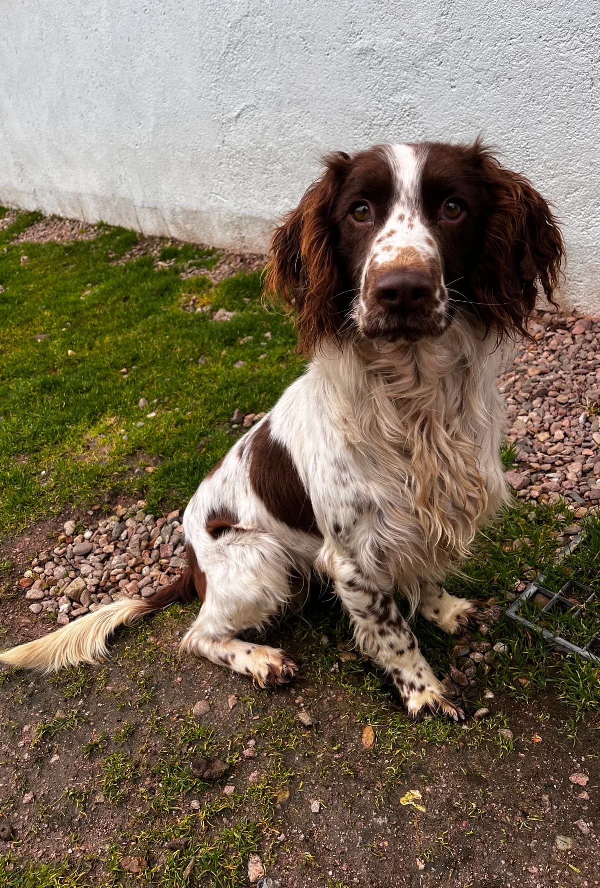 Vigo, male English Springer Spaniel for adoption at SPA Montceau Refuge Jean Roche