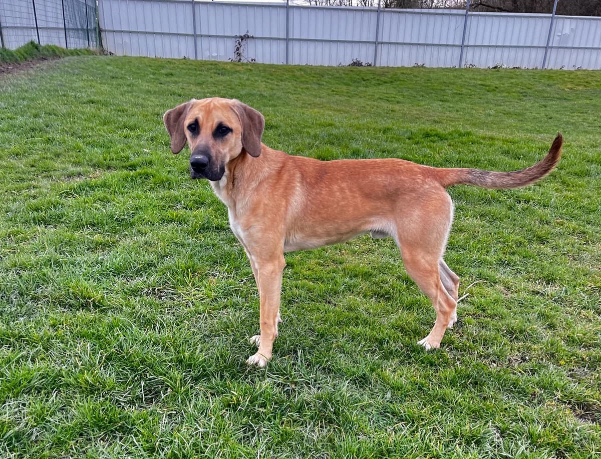 Volt, male mixed breed for adoption at SPA Montceau Refuge Jean Roche