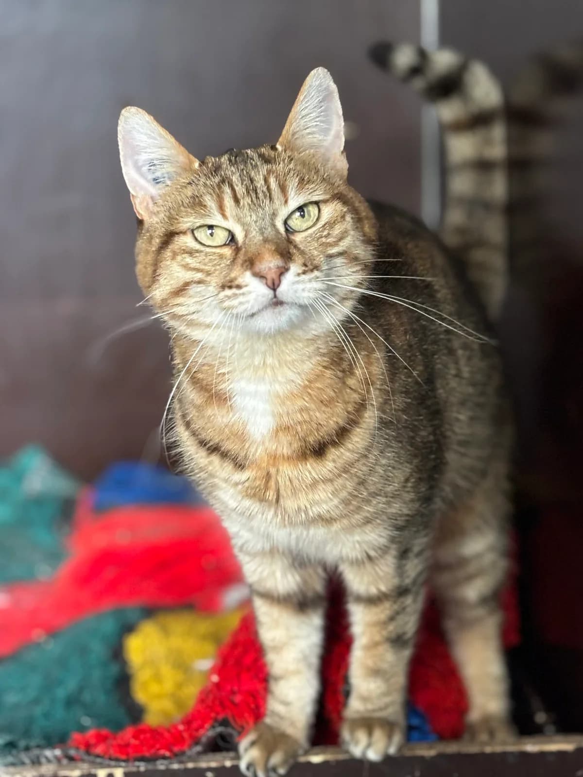 Zia, female senior Mixed Breed for adoption at SPA Montceau Refuge Jean Roche