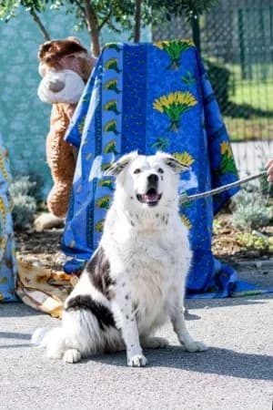 EASY, female senior Border Collie for adoption at SPA Montélimar