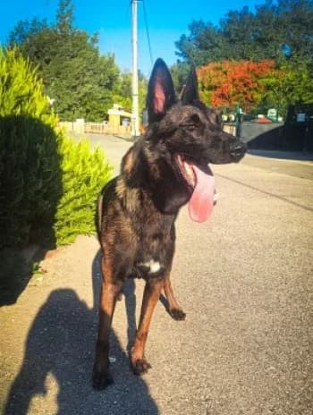 Ulysse, male 3yo Belgian Malinois for adoption at SPA Montélimar