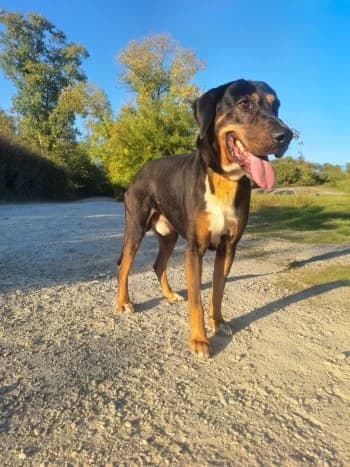 Max, male senior Mixed Breed for adoption at SPA Montélimar