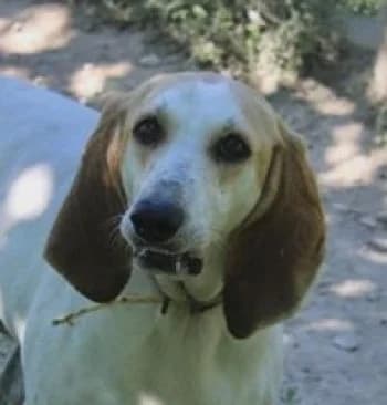 ROXANE, female 6yo Mixed Breed for adoption at SPA Montélimar