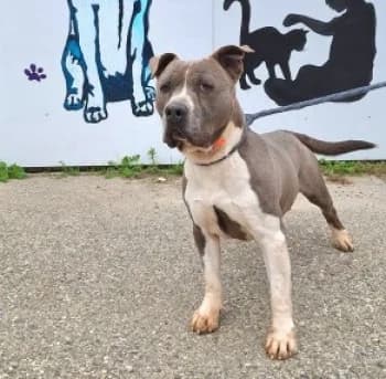 TYSON, male senior Mixed Breed for adoption at SPA Montélimar