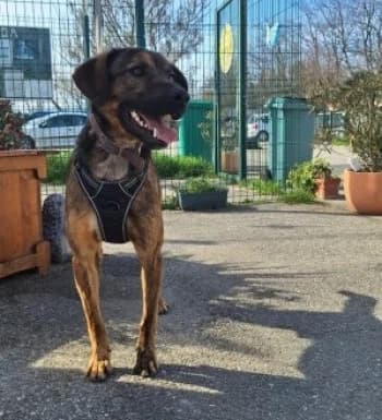 UBY, male 3yo Mixed Breed for adoption at SPA Montélimar