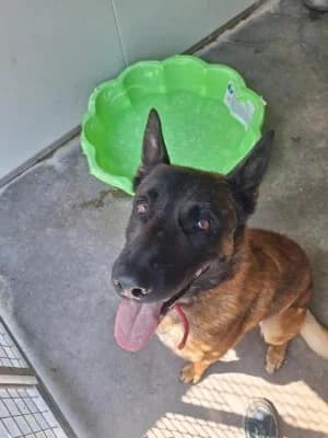 RAFALE, male 6yo Belgian Malinois for adoption at SPA Montélimar