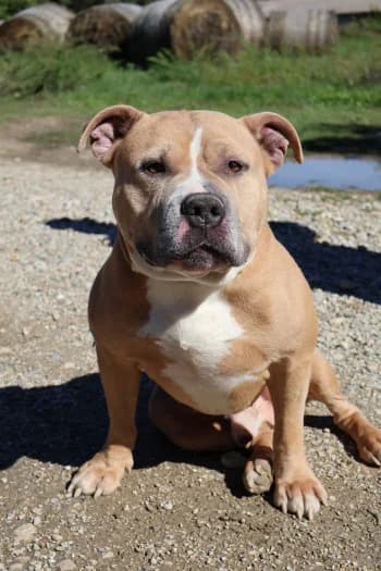 Rambo, male 6yo American Bully for adoption at SPA Montélimar