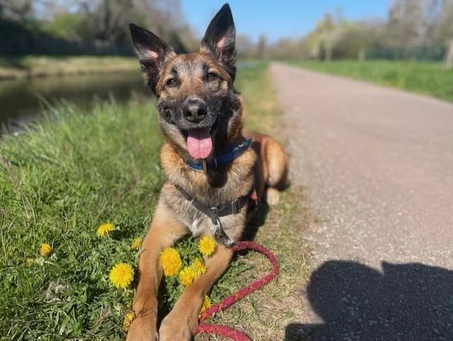 JEAN CLAUDE, male 4yo mixed breed for adoption at SPA Montluçon, Montlucon