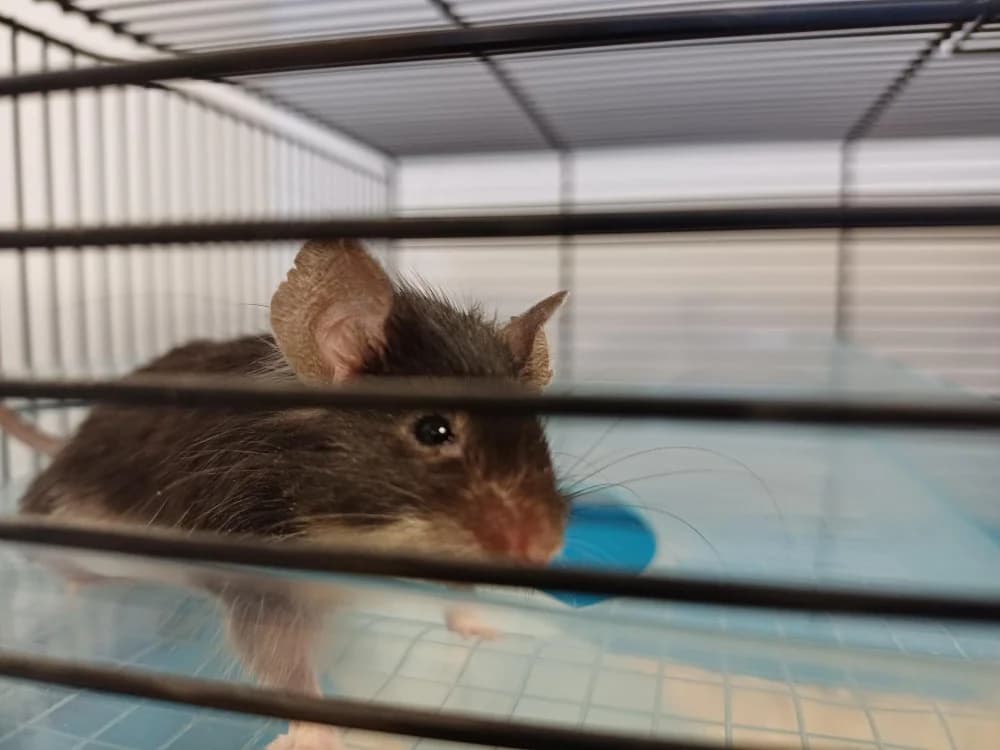 SOURIS, male young Mixed Breed for adoption at SPA Montluçon, Montlucon