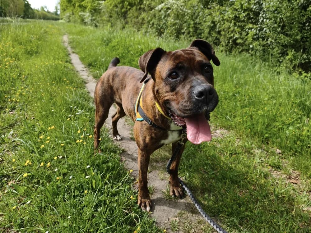 TAKITA, female 4yo Mixed Breed for adoption at SPA Montluçon, Montlucon