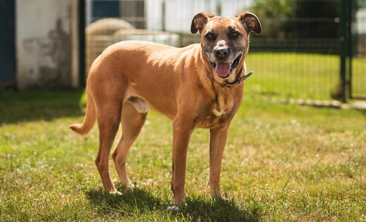 NUTS, male senior Mixed Breed for adoption at SPA Montluçon, Montlucon