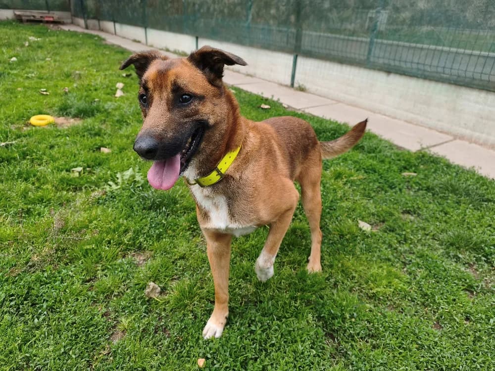 ROX, male 5yo Mixed Breed for adoption at SPA Montluçon, Montlucon