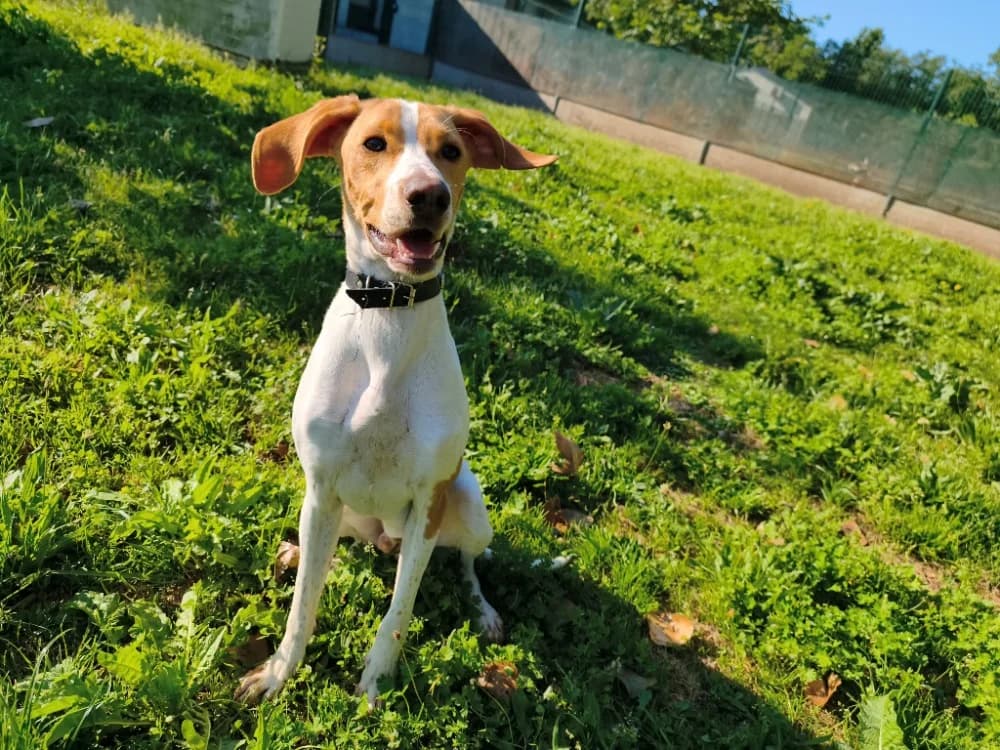 ABLO, male young Mixed Breed for adoption at SPA Montluçon, Montlucon