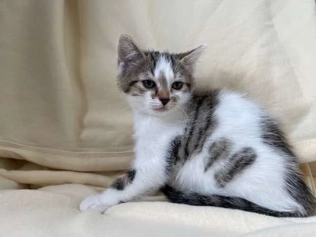 BRIOCHE, female mixed breed for adoption at SPA Montluçon, Montlucon