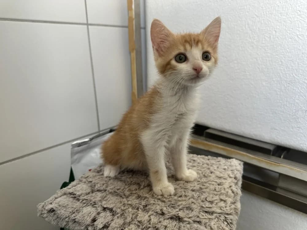 NAIA, female Mixed Breed for adoption at SPA Montluçon, Montlucon