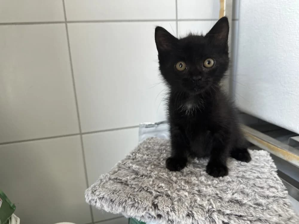 BAGHERA, male Mixed Breed for adoption at SPA Montluçon, Montlucon