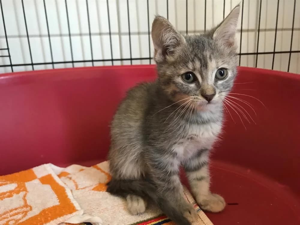 TAMARIS, female 4yo Mixed Breed for adoption at SPA Montluçon, Montlucon