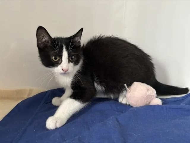 BEINJI, male Mixed Breed for adoption at SPA Montluçon, Montlucon