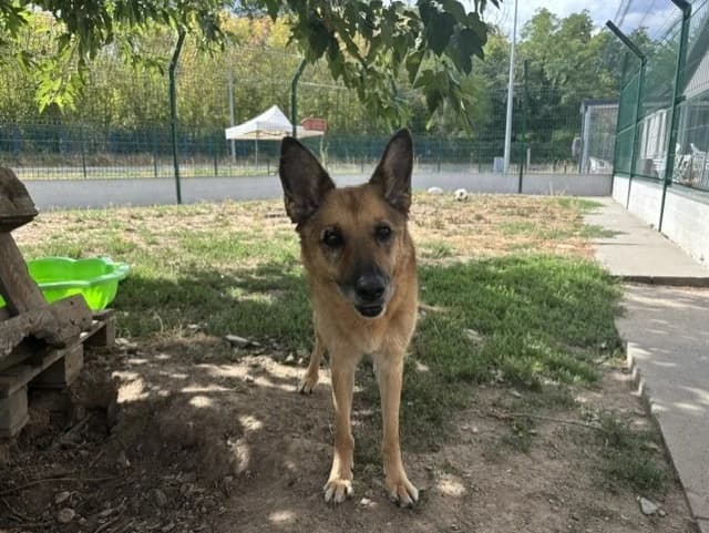 HAWAI, female senior Mixed Breed for adoption at SPA Montluçon, Montlucon