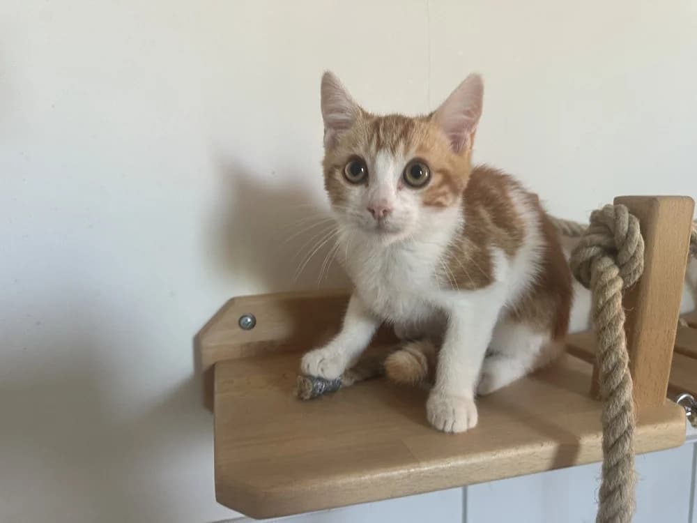 BIP, male Mixed Breed for adoption at SPA Montluçon, Montlucon