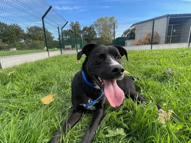 UDY, male young Mixed Breed for adoption at SPA Montluçon, Montlucon