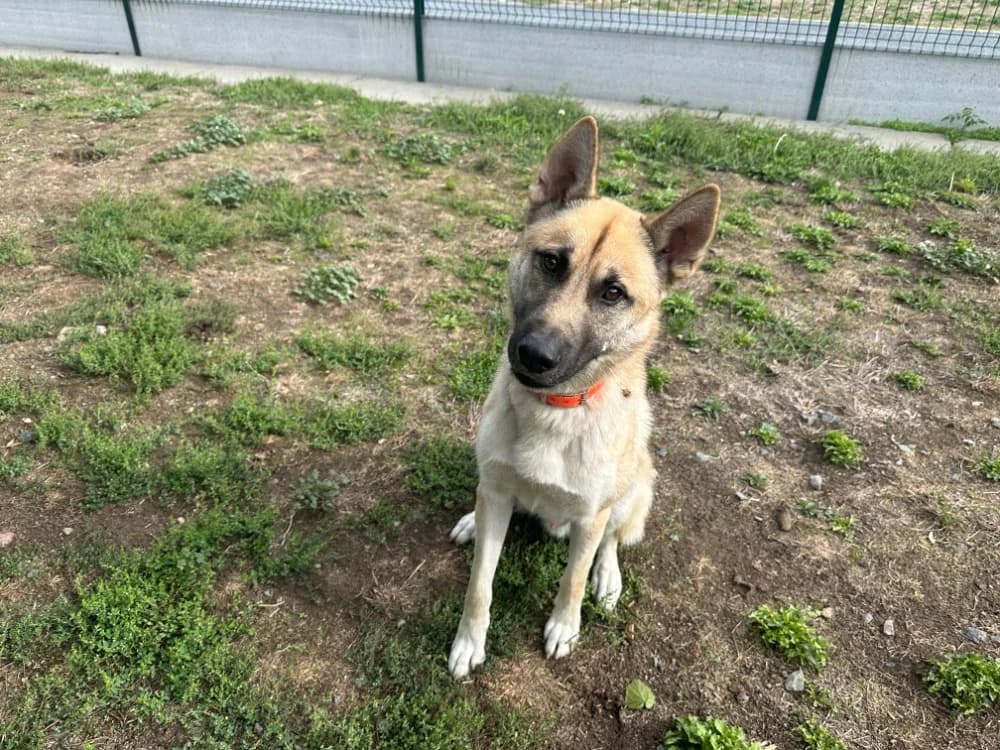 OSCAR, male young Mixed Breed for adoption at SPA Montluçon, Montlucon
