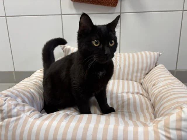 BLIZZ, male Mixed Breed for adoption at SPA Montluçon, Montlucon