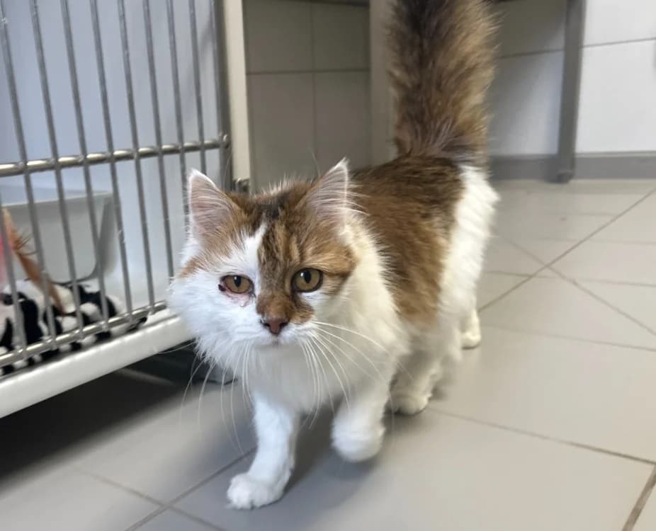 MINNIE, female senior Mixed Breed for adoption at SPA Montluçon, Montlucon