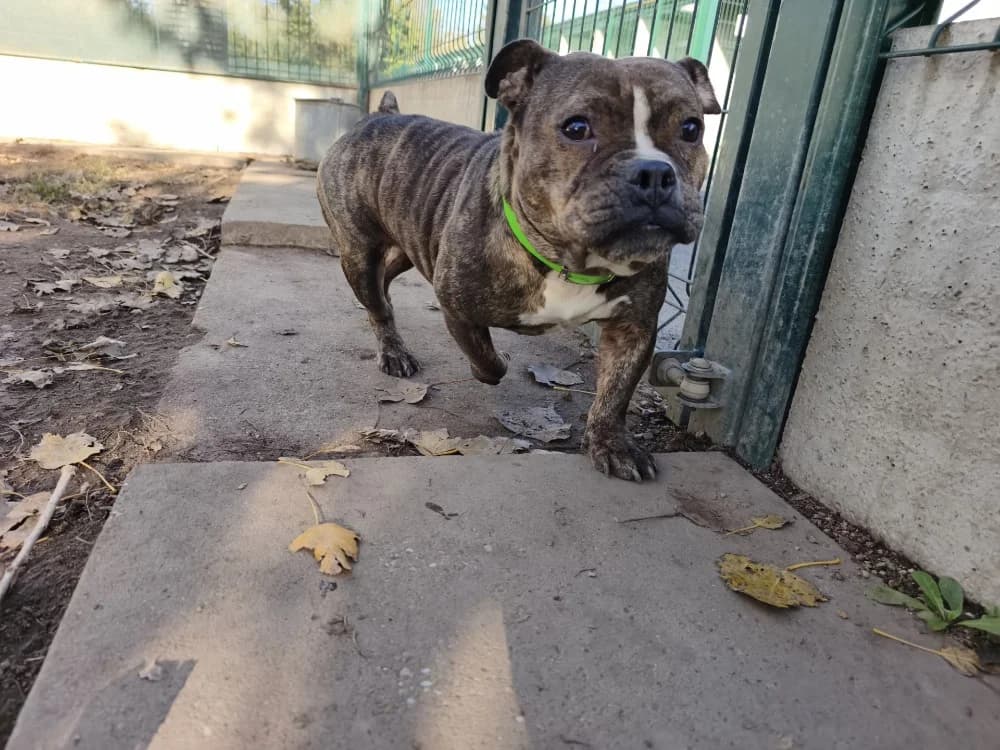 LILAS, female 5yo American Bully for adoption at SPA Montluçon, Montlucon