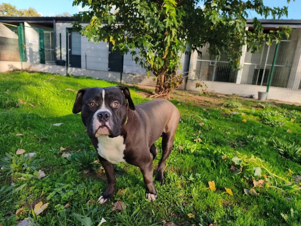 ANGUS, male young Mixed Breed for adoption at SPA Montluçon, Montlucon