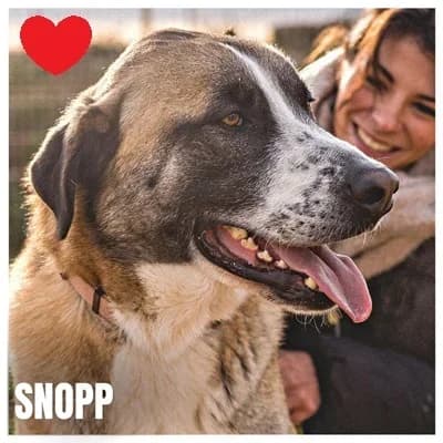 SNOPP, male Mixed Breed for adoption at SPA Montpellier, Villeneuve-lès-Maguelone