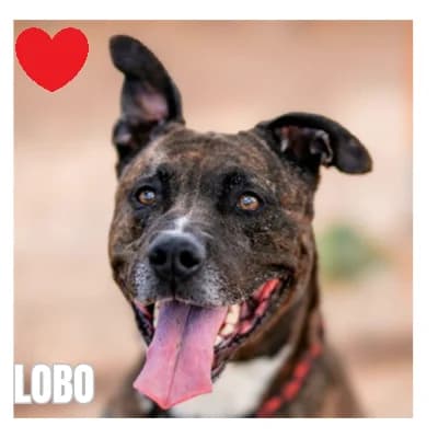 LOBO, male Belgian Malinois for adoption at SPA Montpellier, Villeneuve-lès-Maguelone