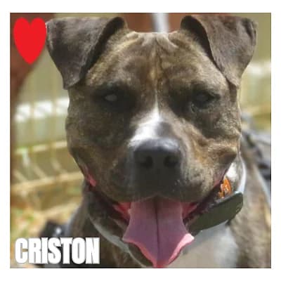 CRISTON, male Mixed Breed for adoption at SPA Montpellier, Villeneuve-lès-Maguelone